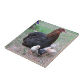 kippen, kuikens, kippen, kuikens, dieren, vogels, tegeltje (Zijkant)