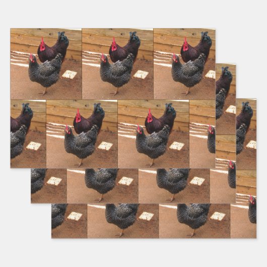 Kippen - Levensduur van Boerderijen - Papieren vel (Set)