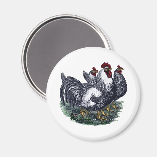  kippen magneet (Voorkant / Achterkant)