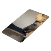 Kippen Magneet (Linkerzijde)