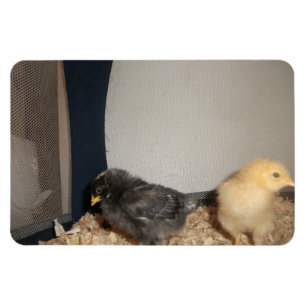 Kippen Magneet