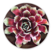 Kippen n Chicks Succulent Plant Green Maroon Keramische Knop (Voorkant)