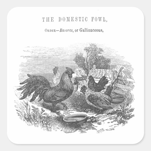 kippen pen en inkt illustratie vierkante sticker (Voorkant)