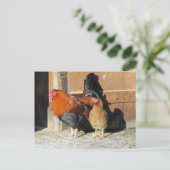 Kippen Postcard Boerderij Rooster en Hen Briefkaart (Staand voorkant)