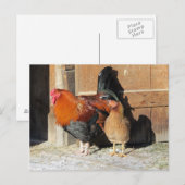 Kippen Postcard Boerderij Rooster en Hen Briefkaart (Voorkant / Achterkant)