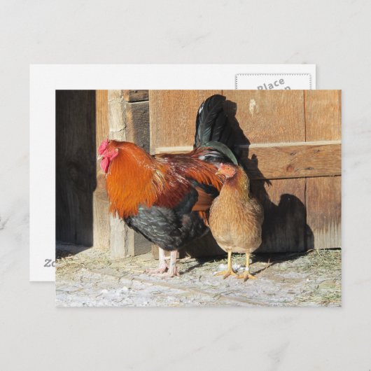 Kippen Postcard Boerderij Rooster en Hen Briefkaart (Voorkant / Achterkant)