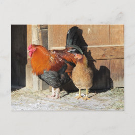 Kippen Postcard Boerderij Rooster en Hen Briefkaart