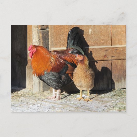 Kippen Postcard Boerderij Rooster en Hen Briefkaart (Voorkant)