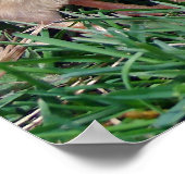 Kippen Poster (Hoek)