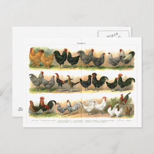 Kippen Roosters Breedbeeld Briefkaart (Voorkant / Achterkant)