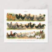 Kippen Roosters Breedbeeld Briefkaart (Voorkant)