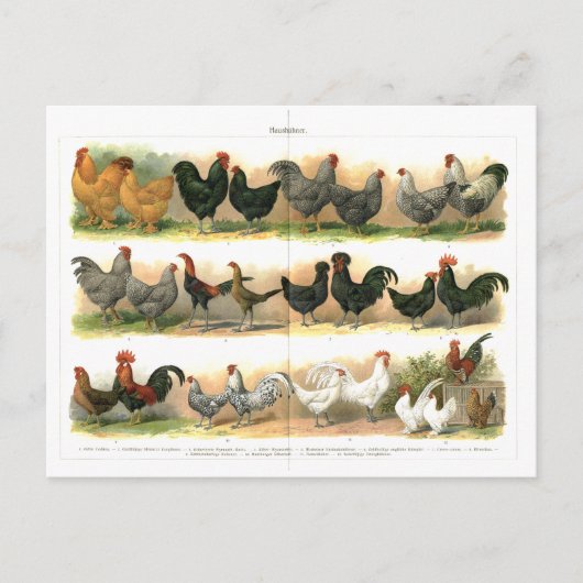 Kippen Roosters Breedbeeld Briefkaart (Voorkant)