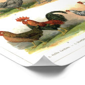 Kippen Roosters Dekplaatje Poster (Hoek)