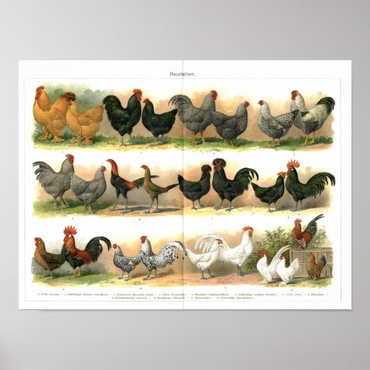 Kippen Roosters Dekplaatje Poster (Voorkant)