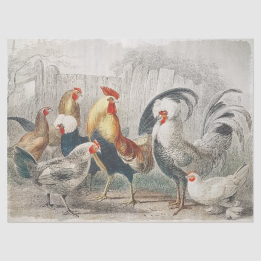 kippen Weefsel- of ontkoppelpapier Tissuepapier (Voorkant)