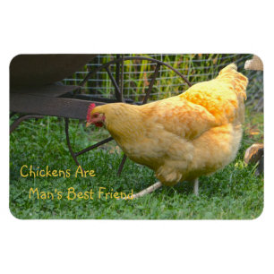 Kippen zijn de beste vriend van het Man Magneet