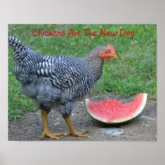 Kippen zijn het nieuwe Poster van de hond (Voorkant)