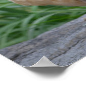 Kippen zijn het nieuwe Poster van de hond (Hoek)