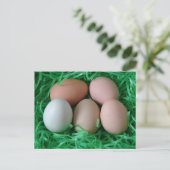 Kippeneieren Briefkaart (Staand voorkant)
