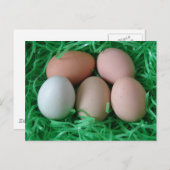 Kippeneieren Briefkaart (Voorkant / Achterkant)