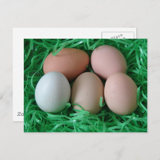 Kippeneieren Briefkaart (Voorkant / Achterkant)