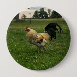 Kippenfoto op de boerderij ronde button 4,0 cm