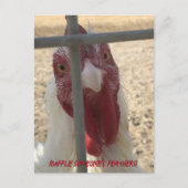 Kippenkaart om Veren te Roffelen Briefkaart (Voorkant)