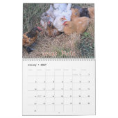 Kippenkalender 2026 kalender (Jan 2027)