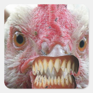 Kippenlippen, kippentanden, DracaChicken Vierkante Sticker