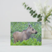 Kippenvel in de Many Glacier Valley Briefkaart (Staand voorkant)