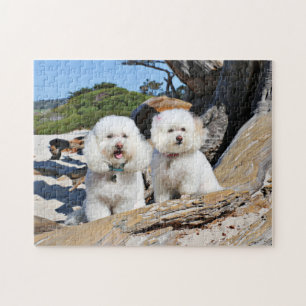Kirby Shelby - Poodles op Carmel Beach Legpuzzel