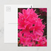 Kirishima Azalea Briefkaart (Voorkant / Achterkant)