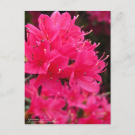 Kirishima Azalea Briefkaart