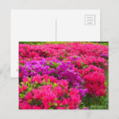 Kirishima Azalea:Briefkaart Briefkaart (Voorkant / Achterkant)