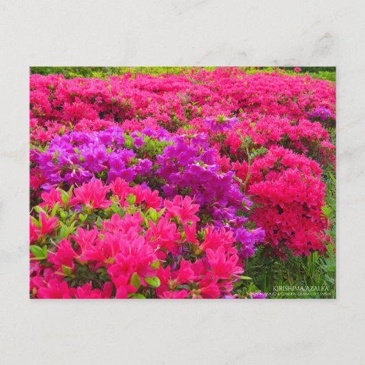 Kirishima Azalea:Briefkaart Briefkaart (Voorkant)