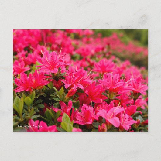 Kirishima Azalea (Briefkaart) Briefkaart (Voorkant)