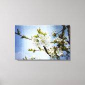Kirschblüte Canvas Afdruk (Voorkant)
