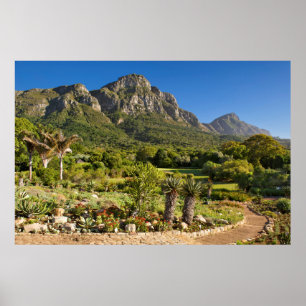 Kirstenbosch Botanische tuinen, Kaapstad Poster