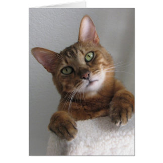 Kishka op hoog niveau