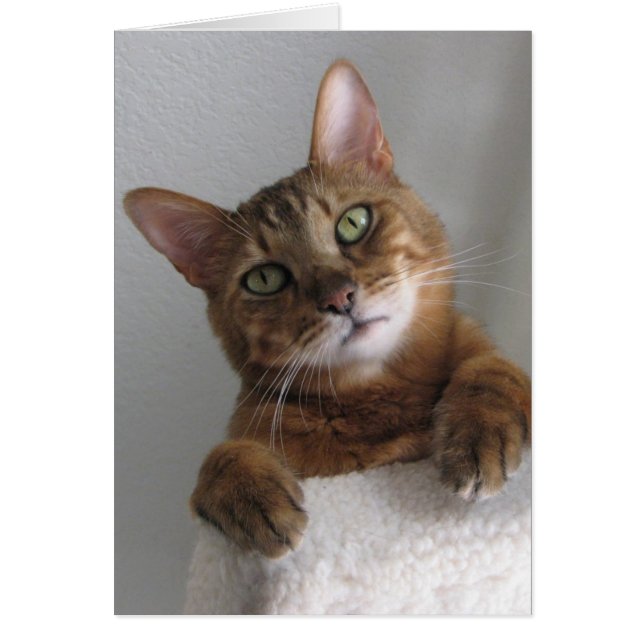 Kishka op hoog niveau (Voorkant)