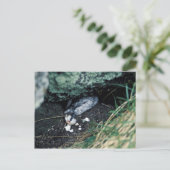 Kiska Island Sirius Point, Auklet vermoord door ra Briefkaart (Staand voorkant)