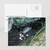 Kiska Island Sirius Point, Auklet vermoord door ra Briefkaart (Voorkant / Achterkant)