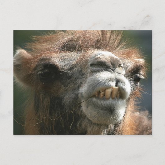 Kiss Kiss Briefkaart (Voorkant)