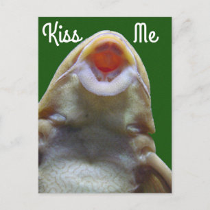Kiss me Fish Briefkaart