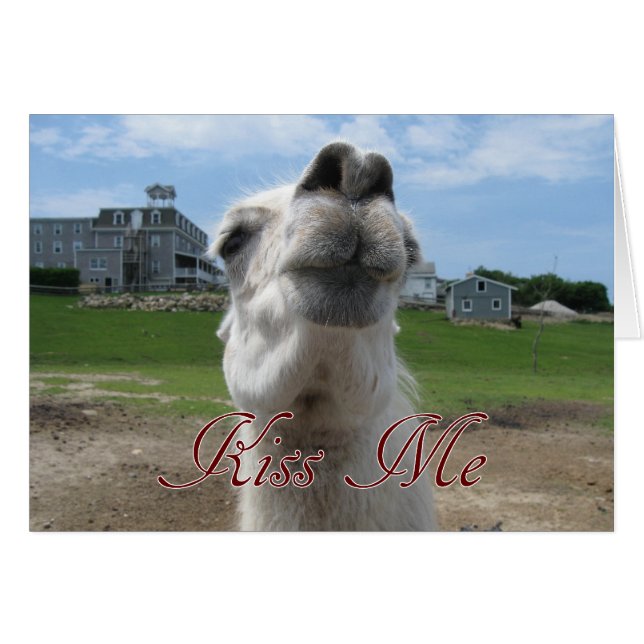 Kiss me Llama close-up (Voorkant Horizontaal)