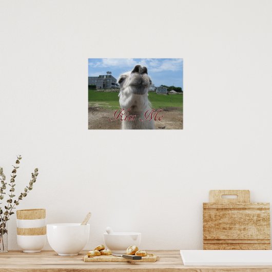 Kiss me Llama close-up Poster (Keuken)