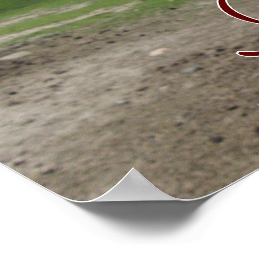 Kiss me Llama close-up Poster (Hoek)