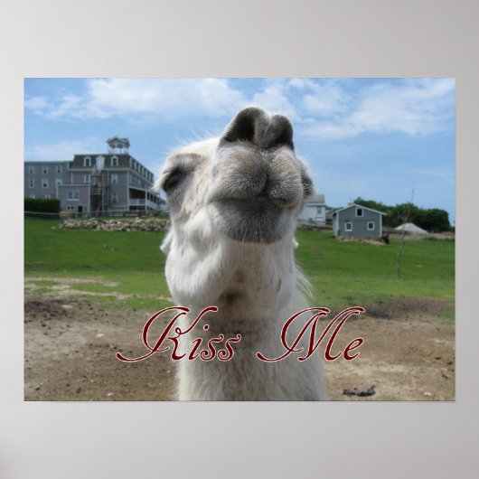 Kiss me Llama close-up Poster (Voorkant)
