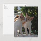 Kissende katten briefkaart (Voorkant / Achterkant)