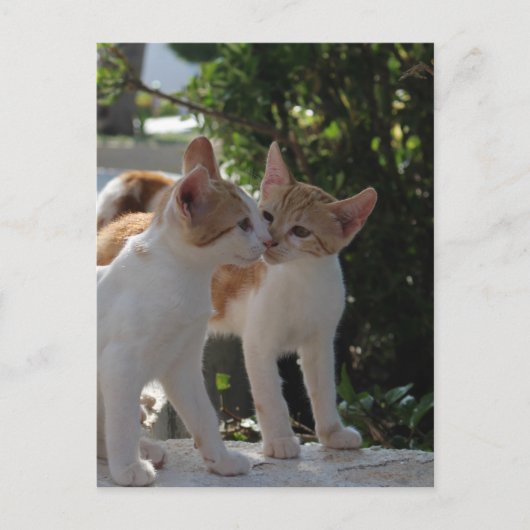 Kissende katten briefkaart (Voorkant)